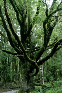 Gruselbaum im Regenwald