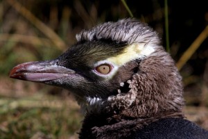 Gelbaugen-Pinguin ganz nah
