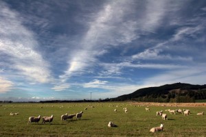 Es gibt 70 Mio. Schafe in NZ ... ein paar stehen auf dieser Weide. 