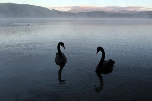 Black Swans am Lake Tutira