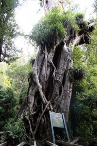 The old Rata Tree