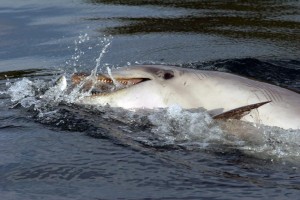 Delfin bei der Nahrungsaufnahme