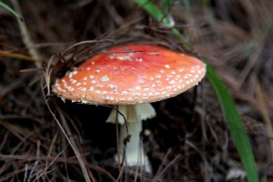 Fliegenpilze gibt es hier mehr als genug