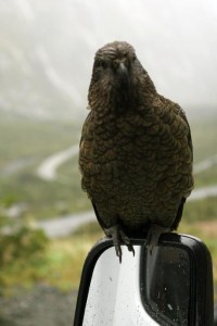 IMG_5100 Kea schaut ins Fenster