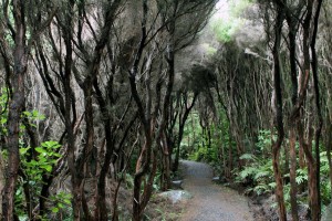 IMG_5181 Wanderung auf der Glory Track